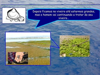 A vida das amêijoas Depois ficamos no viveiro até estarmos grandes, mas o homem vai continuando a tratar do seu viveiro… 