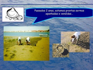 A vida das amêijoas Passados 2 anos, estamos prontas sermos apanhadas e vendidas… 