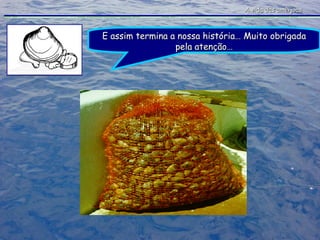 A vida das amêijoas E assim termina a nossa história… Muito obrigada pela atenção… 