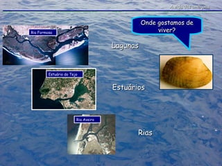 Onde gostamos de viver? A vida das amêijoas Ria Formosa Estuário do Tejo Ria Aveiro Lagunas Estuários Rias 