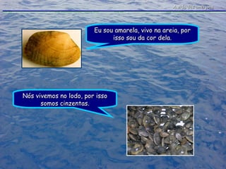 A vida das amêijoas Eu sou amarela, vivo na areia, por isso sou da cor dela. Nós vivemos no lodo, por isso somos cinzentas. 