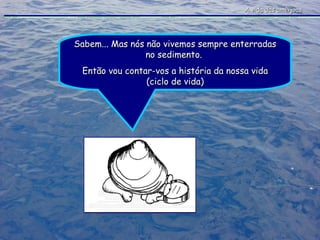 A vida das amêijoas Sabem... Mas nós não vivemos sempre enterradas no sedimento.  Então vou contar-vos a história da nossa vida (ciclo de vida) 