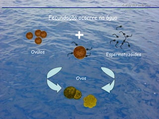 A vida das amêijoas Ovos  Fecundação ocorrre na água : + Ovúlos Espermatozóides 