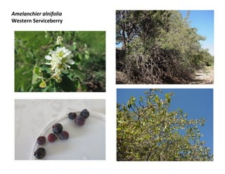 Amelanchier alnifolia
Western Serviceberry
 