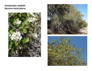 Amelanchier alnifolia
Western Serviceberry

 