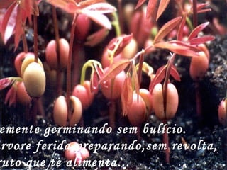 emente germinando sem bulício.
rvore ferida preparando,sem revolta,
ruto que te alimenta...
 