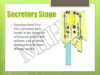 Secretory Stage
 Secretion from First
Site ( proximal part)
results in the formation
of Interrod enamel that
delimits a pit in which
distal portion of tomes
process resides.
 