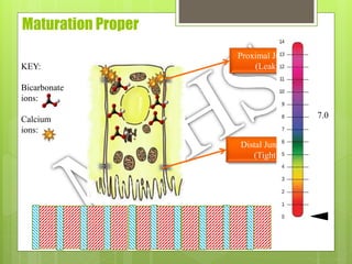 Maturation Proper
Proximal Junction
(Leaky)
Distal Junction
(Tight)
KEY:
Bicarbonate
ions:
Calcium
ions:
7.0
 