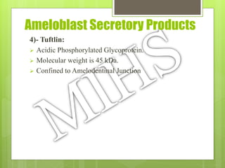 Ameloblast Secretory Products
4)- Tuftlin:
 Acidic Phosphorylated Glycoprotein.
 Molecular weight is 45 kDa.
 Confined to Amelodentinal Junction
 
