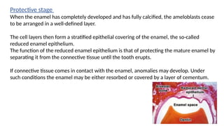 The word amelogenesis is derived from two root words namely “Amelo” and ...