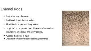 The word amelogenesis is derived from two root words namely “Amelo” and ...