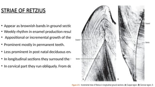 Tooth Retzius The word amelogenesis is derived from two root words namely “Amelo” and ...