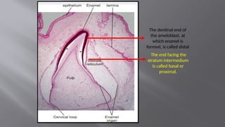 AMELOGENESIS is the process of production of enamel.pptx