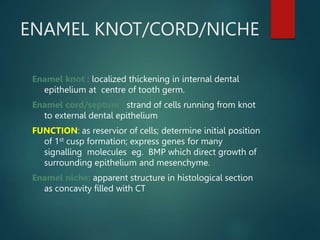 ENAMEL KNOT/CORD/NICHE
Enamel knot : localized thickening in internal dental
epithelium at centre of tooth germ.
Enamel co...