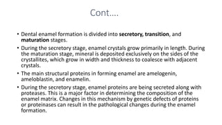 Cont….
• Dental enamel formation is divided into secretory, transition, and
maturation stages.
• During the secretory stage, enamel crystals grow primarily in length. During
the maturation stage, mineral is deposited exclusively on the sides of the
crystallites, which grow in width and thickness to coalesce with adjacent
crystals.
• The main structural proteins in forming enamel are amelogenin,
ameloblastin, and enamelin.
• During the secretory stage, enamel proteins are being secreted along with
proteases. This is a major factor in determining the composition of the
enamel matrix. Changes in this mechanism by genetic defects of proteins
or proteinases can result in the pathological changes during the enamel
formation.
 