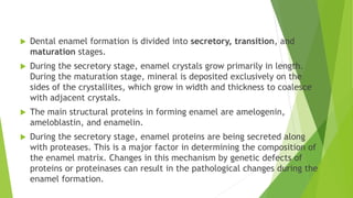  Dental enamel formation is divided into secretory, transition, and
maturation stages.
 During the secretory stage, enamel crystals grow primarily in length.
During the maturation stage, mineral is deposited exclusively on the
sides of the crystallites, which grow in width and thickness to coalesce
with adjacent crystals.
 The main structural proteins in forming enamel are amelogenin,
ameloblastin, and enamelin.
 During the secretory stage, enamel proteins are being secreted along
with proteases. This is a major factor in determining the composition of
the enamel matrix. Changes in this mechanism by genetic defects of
proteins or proteinases can result in the pathological changes during the
enamel formation.
 