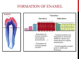 FORMATION OF ENAMEL
 