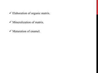  Elaboration of organic matrix.
 Mineralization of matrix.
 Maturation of enamel.
 