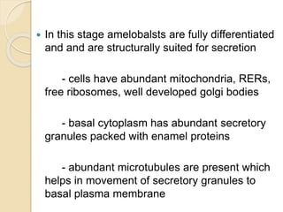  In this stage amelobalsts are fully differentiated
and and are structurally suited for secretion
- cells have abundant mitochondria, RERs,
free ribosomes, well developed golgi bodies
- basal cytoplasm has abundant secretory
granules packed with enamel proteins
- abundant microtubules are present which
helps in movement of secretory granules to
basal plasma membrane
 