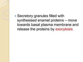  Secretory granules filled with
synthesised enamel proteins – move
towards basal plasma membrane and
release the proteins by exocytosis
 