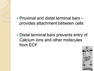 Proximal and distal terminal bars –
provides attachment between cells
 Distal terminal bars prevents entry of
Calcium ions and other molecules
from ECF
 