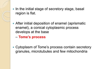  In the initial stage of secretory stage, basal
region is flat.
 After initial deposition of enamel (aprismatic
enamel), a conical cytoplasmic process
develops at the base
– Tome’s process
 Cytoplasm of Tome’s process contain secretory
granules, microtubules and few mitochondria
 