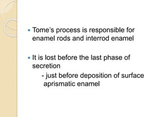  Tome’s process is responsible for
enamel rods and interrod enamel
 It is lost before the last phase of
secretion
- just before deposition of surface
aprismatic enamel
 