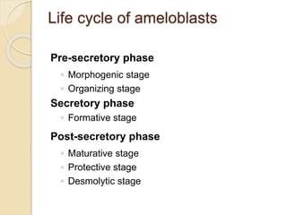 Life cycle of ameloblasts
Pre-secretory phase
◦ Morphogenic stage
◦ Organizing stage
Secretory phase
◦ Formative stage
Post-secretory phase
◦ Maturative stage
◦ Protective stage
◦ Desmolytic stage
 