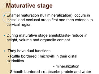 Maturative stage
 Enamel maturation (full mineralization), occurs in
incisal and occlusal areas first and then extends to
cervical region.
 During maturative stage ameloblasts- reduce in
height, volume and organelle content
 They have dual functions
- Ruffle bordered : microvilli in their distal
extrimities
- mineralization
- Smooth bordered : reabsorbs protein and water
 