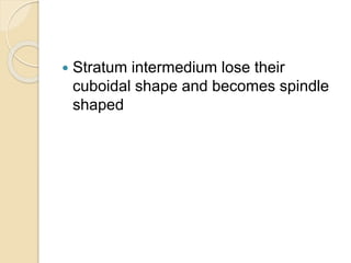  Stratum intermedium lose their
cuboidal shape and becomes spindle
shaped
 