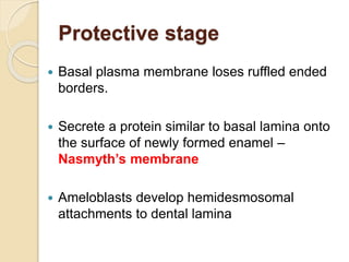 Protective stage
 Basal plasma membrane loses ruffled ended
borders.
 Secrete a protein similar to basal lamina onto
the surface of newly formed enamel –
Nasmyth’s membrane
 Ameloblasts develop hemidesmosomal
attachments to dental lamina
 