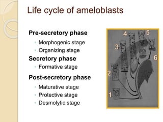 Life cycle of ameloblasts
Pre-secretory phase
◦ Morphogenic stage
◦ Organizing stage
Secretory phase
◦ Formative stage
Post-secretory phase
◦ Maturative stage
◦ Protective stage
◦ Desmolytic stage
 