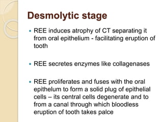Desmolytic stage
 REE induces atrophy of CT separating it
from oral epithelium - facilitating eruption of
tooth
 REE secretes enzymes like collagenases
 REE proliferates and fuses with the oral
epithelum to form a solid plug of epithelial
cells – its central cells degenerate and to
from a canal through which bloodless
eruption of tooth takes palce
 