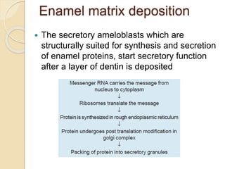 Enamel matrix deposition
 The secretory ameloblasts which are
structurally suited for synthesis and secretion
of enamel proteins, start secretory function
after a layer of dentin is deposited
 