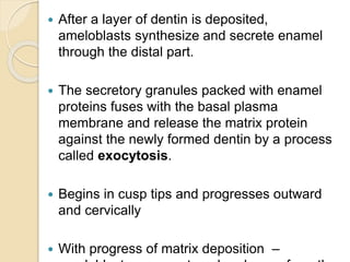  After a layer of dentin is deposited,
ameloblasts synthesize and secrete enamel
through the distal part.
 The secretory granules packed with enamel
proteins fuses with the basal plasma
membrane and release the matrix protein
against the newly formed dentin by a process
called exocytosis.
 Begins in cusp tips and progresses outward
and cervically
 With progress of matrix deposition –
 