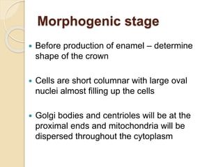 Morphogenic stage
 Before production of enamel – determine
shape of the crown
 Cells are short columnar with large oval
nuclei almost filling up the cells
 Golgi bodies and centrioles will be at the
proximal ends and mitochondria will be
dispersed throughout the cytoplasm
 