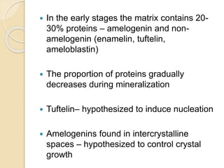  In the early stages the matrix contains 20-
30% proteins – amelogenin and non-
amelogenin (enamelin, tuftelin,
ameloblastin)
 The proportion of proteins gradually
decreases during mineralization
 Tuftelin– hypothesized to induce nucleation
 Amelogenins found in intercrystalline
spaces – hypothesized to control crystal
growth
 