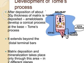 Development of Tome’s
process
 After deposition of about
30µ thickness of matrix is
deposited – ameloblasts
develop a conical process
at the base – Tome’s
process
 It extends beyond the
distal terminal bars
 Matrix deposition and
mineralization takes place
only through this area – in
 