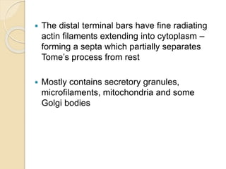  The distal terminal bars have fine radiating
actin filaments extending into cytoplasm –
forming a septa which partially separates
Tome’s process from rest
 Mostly contains secretory granules,
microfilaments, mitochondria and some
Golgi bodies
 