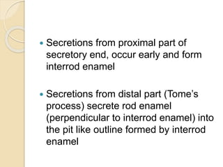  Secretions from proximal part of
secretory end, occur early and form
interrod enamel
 Secretions from distal part (Tome’s
process) secrete rod enamel
(perpendicular to interrod enamel) into
the pit like outline formed by interrod
enamel
 