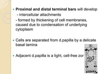  Proximal and distal terminal bars will develop
- intercellular attachments
- formed by thickening of cell membranes,
caused due to condensation of underlying
cytoplasm
 Cells are separated from d.papilla by a delicate
basal lamina
 Adjacent d.papilla is a light, cell-free zone
 