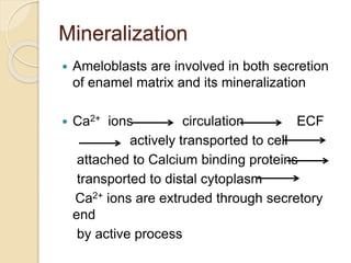 Mineralization
 Ameloblasts are involved in both secretion
of enamel matrix and its mineralization
 Ca2+ ions circulation ECF
actively transported to cell
attached to Calcium binding proteins
transported to distal cytoplasm
Ca2+ ions are extruded through secretory
end
by active process
 