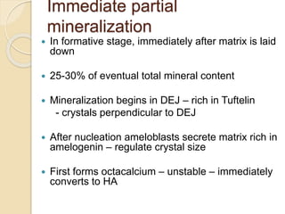 Immediate partial
mineralization
 In formative stage, immediately after matrix is laid
down
 25-30% of eventual total mineral content
 Mineralization begins in DEJ – rich in Tuftelin
- crystals perpendicular to DEJ
 After nucleation ameloblasts secrete matrix rich in
amelogenin – regulate crystal size
 First forms octacalcium – unstable – immediately
converts to HA
 
