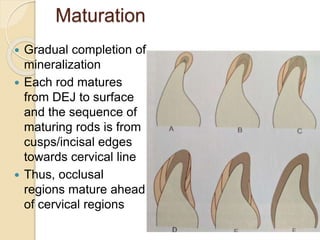 Maturation
 Gradual completion of
mineralization
 Each rod matures
from DEJ to surface
and the sequence of
maturing rods is from
cusps/incisal edges
towards cervical line
 Thus, occlusal
regions mature ahead
of cervical regions
 