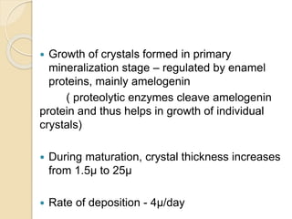  Growth of crystals formed in primary
mineralization stage – regulated by enamel
proteins, mainly amelogenin
( proteolytic enzymes cleave amelogenin
protein and thus helps in growth of individual
crystals)
 During maturation, crystal thickness increases
from 1.5µ to 25µ
 Rate of deposition - 4µ/day
 