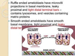  Ruffle ended ameloblasts have microvilli
projections in basal membrane, leaky
proximal and tight distal terminal bars –
contains lysosomes, and vesicles containing
matrix proteins
 Smooth ended ameloblasts have smooth
basal membrane, tight proximal and leaky
distal terminal bars
 