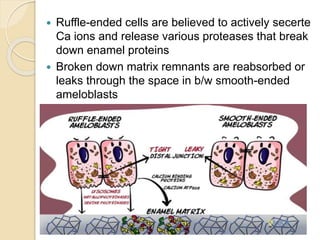  Ruffle-ended cells are believed to actively secerte
Ca ions and release various proteases that break
down enamel proteins
 Broken down matrix remnants are reabsorbed or
leaks through the space in b/w smooth-ended
ameloblasts
 