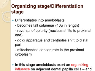 Organizing stage/Differentiation
stage
 Differentiates into ameloblasts
- becomes tall columnar (40µ in length)
- reversal of polarity (nucleus shifts to proximal
end)
- golgi apparatus and centrioles shift to distal
part
- mitochondria concentrate in the proximal
cytoplasm
 In this stage ameloblasts exert an organizing
influence on adjacent dental papilla cells – and
 