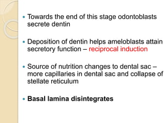  Towards the end of this stage odontoblasts
secrete dentin
 Deposition of dentin helps ameloblasts attain
secretory function – reciprocal induction
 Source of nutrition changes to dental sac –
more capillaries in dental sac and collapse of
stellate reticulum
 Basal lamina disintegrates
 