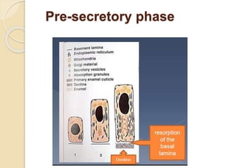 Pre-secretory phase
 